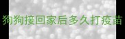 狗狗接回家后多久打疫苗
