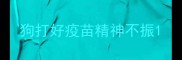 狗打好疫苗精神不振