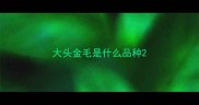 大头金毛是什么品种
