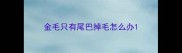金毛只有尾巴掉毛怎么办