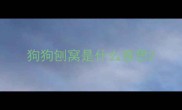 狗狗刨窝是什么意思