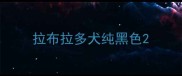 拉布拉多犬纯黑色