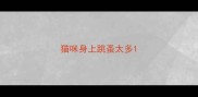 猫咪身上跳蚤太多