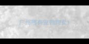 广州哪有宠物狗卖