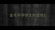 金毛怀孕快生的症状