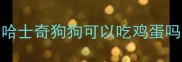 哈士奇狗狗可以吃鸡蛋吗