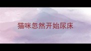猫咪忽然开始尿床