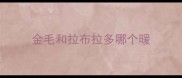 金毛和拉布拉多哪个暖