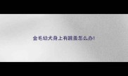 金毛幼犬身上有跳蚤怎么办