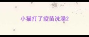 小猫打了疫苗洗澡