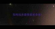 拉布拉多最多能长多长