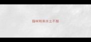 猫咪刚来水土不服