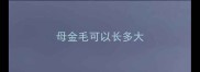 母金毛可以长多大
