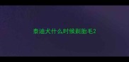 泰迪犬什么时候剃胎毛