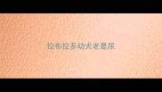 拉布拉多幼犬老是尿