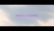 杜宾犬几个月后剪耳