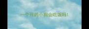一个月的小狗会吃饭吗