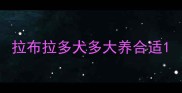 拉布拉多犬多大养合适