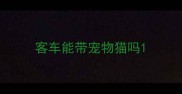客车能带宠物猫吗