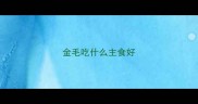 金毛吃什么主食好