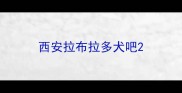 西安拉布拉多犬吧
