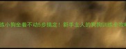 训练小狗坐着不动5步搞定新手主人的狗狗训练全攻略