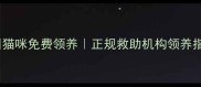 郑州猫咪免费领养正规救助机构领养指南
