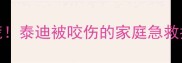 别慌泰迪被咬伤的家庭急救指南