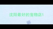 沈阳最好的宠物店