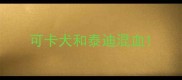 可卡犬和泰迪混血