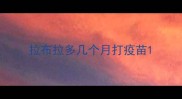 拉布拉多几个月打疫苗