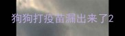 狗狗打疫苗漏出来了