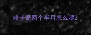 哈士奇两个半月怎么喂