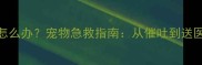 狗狗误食袜子怎么办宠物急救指南从催吐到送医的7步处理法