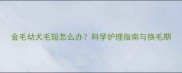 金毛幼犬毛短怎么办科学护理指南与换毛期