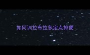 如何训拉布拉多定点排便