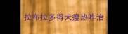 拉布拉多得犬瘟热咋治