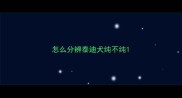怎么分辨泰迪犬纯不纯