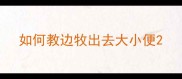 如何教边牧出去大小便