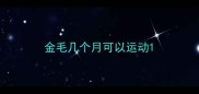 金毛几个月可以运动