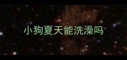 小狗夏天能洗澡吗