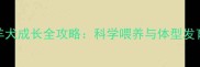 边境牧羊犬成长全攻略科学喂养与体型发育对照表