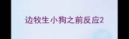 边牧生小狗之前反应