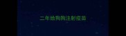 二年给狗狗注射疫苗