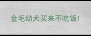 金毛幼犬买来不吃饭