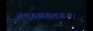 边牧和狼狗的串串