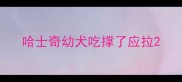 哈士奇幼犬吃撑了应拉