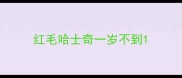 红毛哈士奇一岁不到