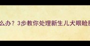 幼犬睁眼困难怎么办3步教你处理新生儿犬眼睑肿胀及预防措施