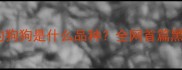 黑色像金毛的狗狗是什么品种全网首篇黑金毛全攻略